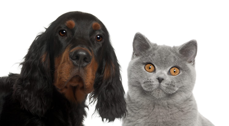 Hund oder Katze als Haustier für Senioren